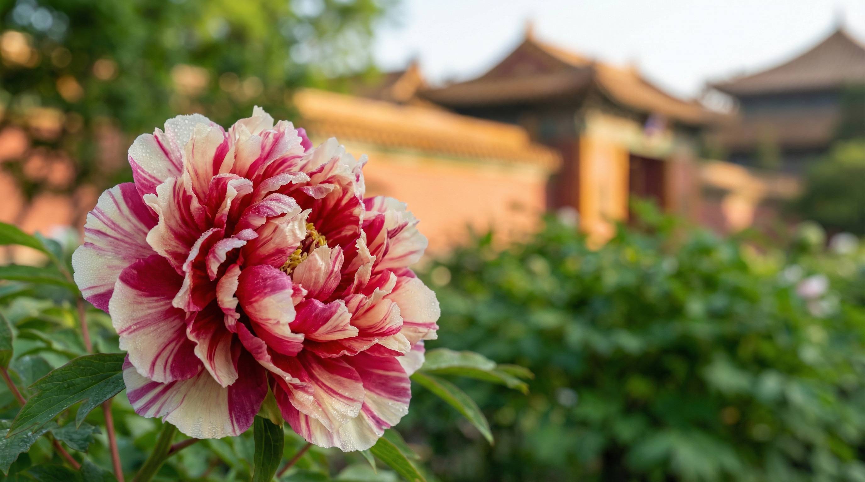 蜜桃植物视频 - 牡丹花开视频